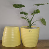 Decor 12 ( Pack of 4)